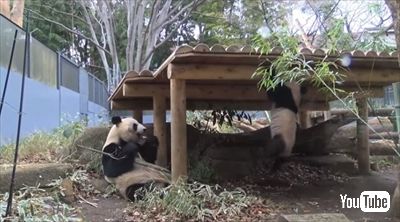 上野シャンシャン近況