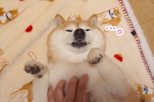 豆柴こむぎの部屋