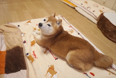 豆柴こむぎの部屋