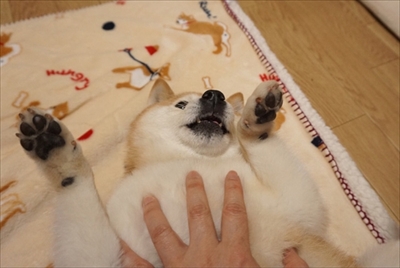 豆柴こむぎの部屋