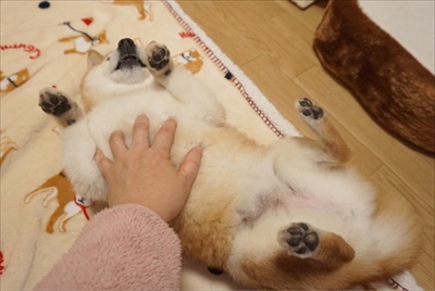 豆柴こむぎの部屋