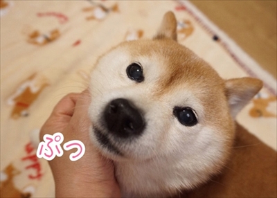 豆柴こむぎの部屋