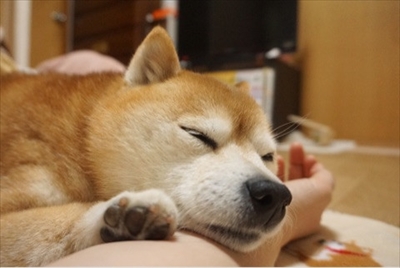 豆柴こむぎの部屋