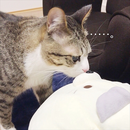 猫のすずめちゃん