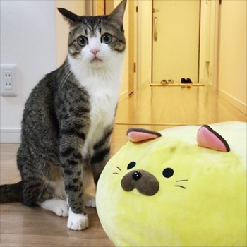 猫のすずめちゃん