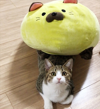 猫のすずめちゃん
