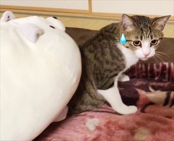 猫のすずめちゃん