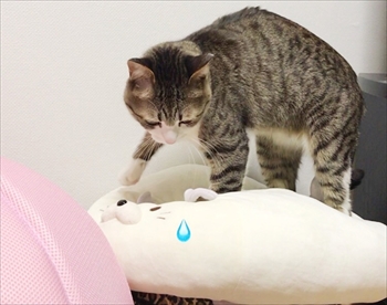 猫のすずめちゃん