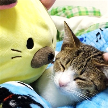 猫のすずめちゃん