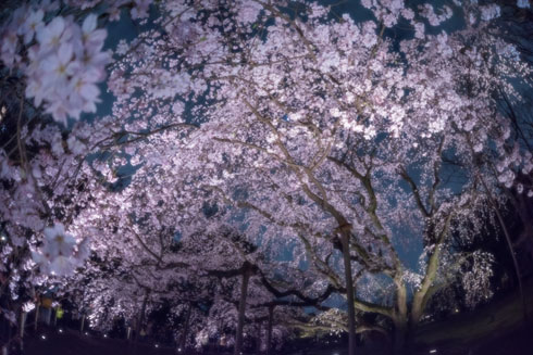 桜写真