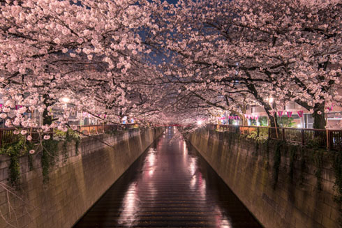 桜写真