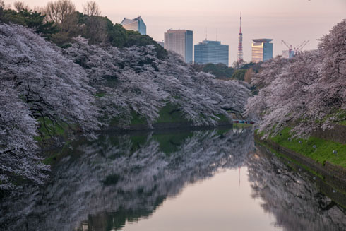 桜写真