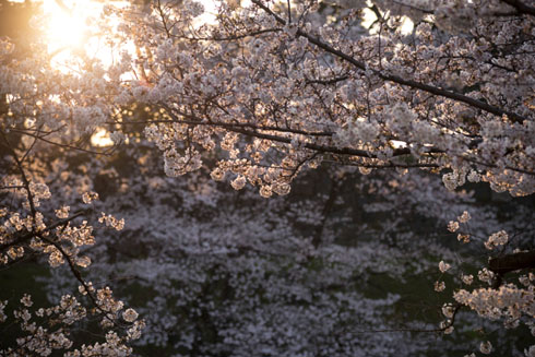 桜写真