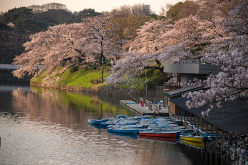 桜写真