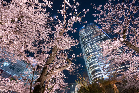 桜写真