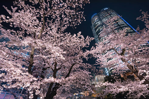 桜写真