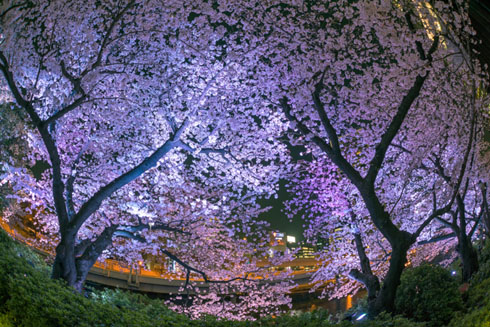桜写真