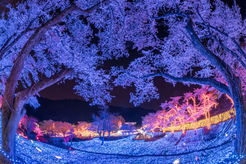 桜写真
