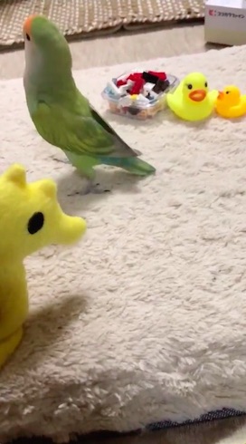 向こうに歩いていくインコ