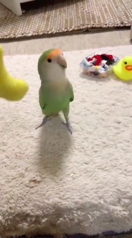 手前に向かってくるインコ