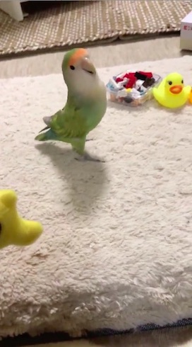 胸を張るインコ