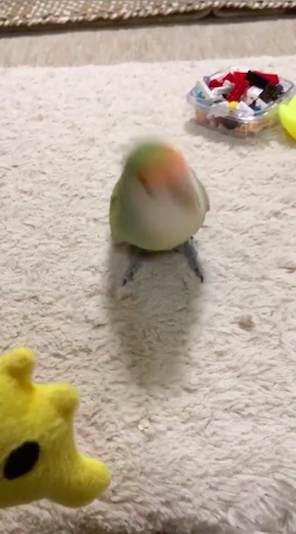 首を振るインコ