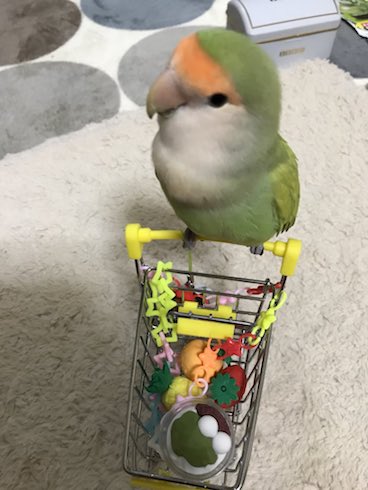 カートに乗るインコ