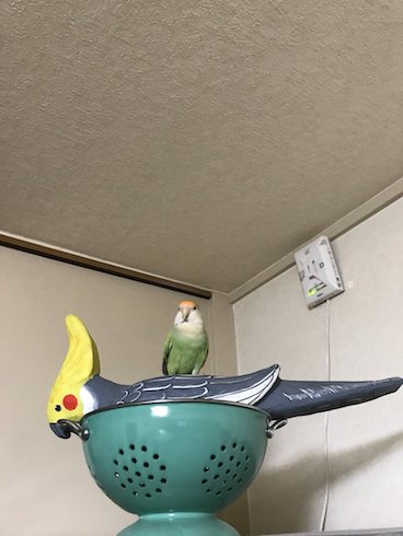 遠目のインコ