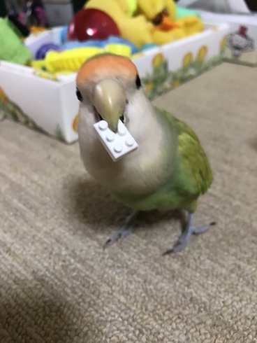 レゴをくわえるインコ