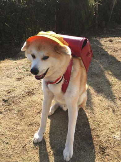 秋田犬 あさり ランドセル 娘 発想力 愛犬