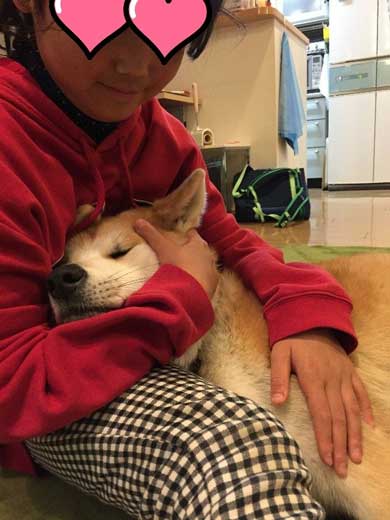 秋田犬 あさり ランドセル 娘 発想力 愛犬