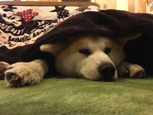 秋田犬 あさり ランドセル 娘 発想力 愛犬