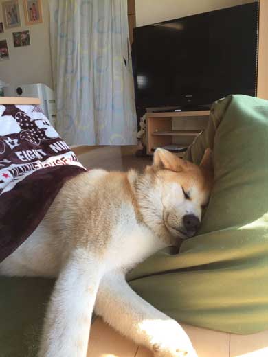 秋田犬 あさり ランドセル 娘 発想力 愛犬