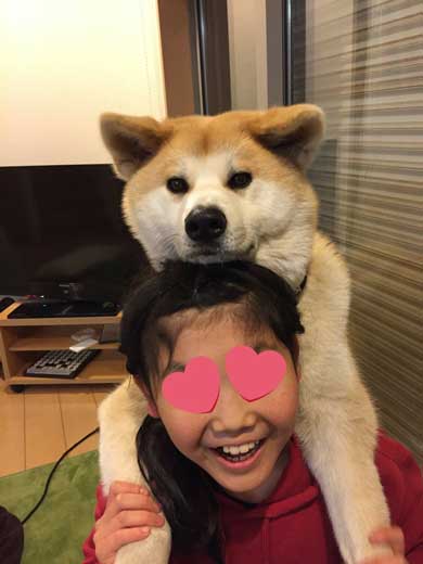秋田犬 あさり ランドセル 娘 発想力 愛犬