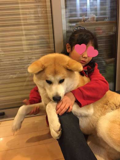 秋田犬 あさり ランドセル 娘 発想力 愛犬