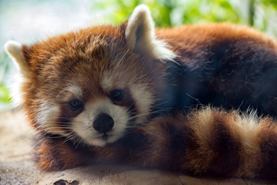よこはま動物園ズーラシア