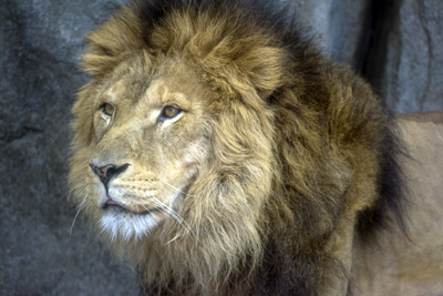 よこはま動物園ズーラシア