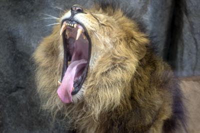 よこはま動物園ズーラシア
