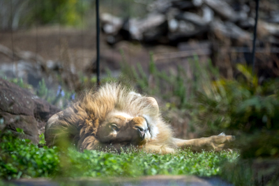 よこはま動物園ズーラシア