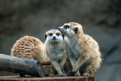 よこはま動物園ズーラシア