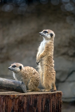 よこはま動物園ズーラシア
