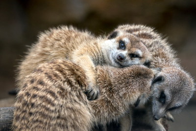 よこはま動物園ズーラシア