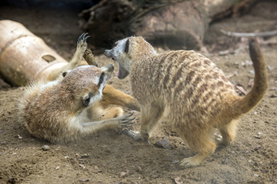 よこはま動物園ズーラシア