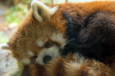 よこはま動物園ズーラシア