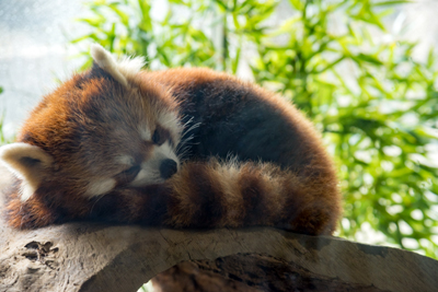 よこはま動物園ズーラシア