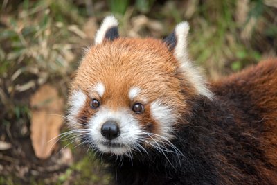 よこはま動物園ズーラシア