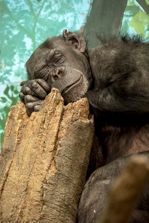 よこはま動物園ズーラシア