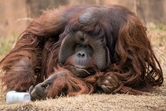 よこはま動物園ズーラシア