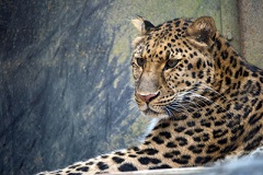 よこはま動物園ズーラシア