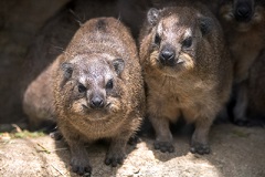 よこはま動物園ズーラシア